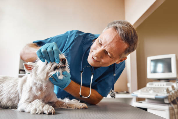 Best Emergency Dentist for Lost Fillings or Crowns in Louisburg, NC